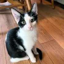 Thumbnail photo of KITTEN SAGE #1