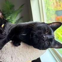 Thumbnail photo of ROXY & MERCEDES - Twice the Sister Fun! #1