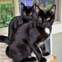 Thumbnail photo of ROXY & MERCEDES - Twice the Sister Fun! #2