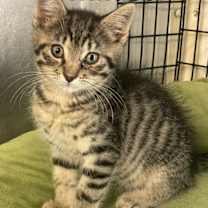 Thumbnail photo of Windsor #1