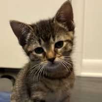 adopt-pet