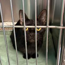 Thumbnail photo of Bam Bam #2