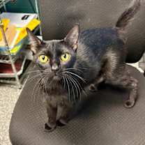 Thumbnail photo of Bam Bam #3