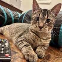 Thumbnail photo of Astro #1