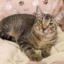 Thumbnail photo of Astro #2