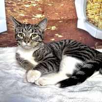 Thumbnail photo of Hazel #4