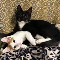 adopt a pet