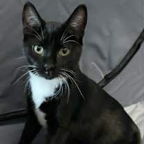 Thumbnail photo of Racine #2