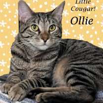 Thumbnail photo of OLLIE #2