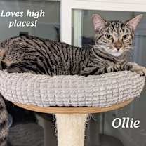 Thumbnail photo of OLLIE #3