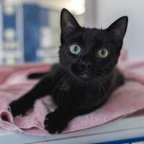 Thumbnail photo of Bobbie #1