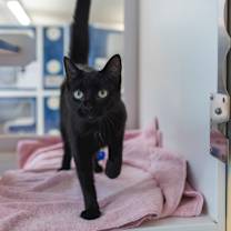 Thumbnail photo of Bobbie #2