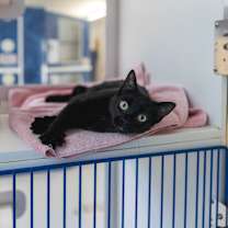 Thumbnail photo of Bobbie #3