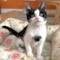 adopt-pet