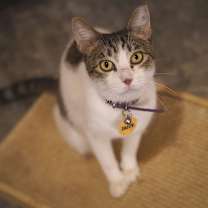 Thumbnail photo of Jazzy #1