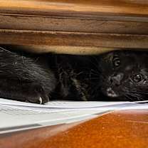 Thumbnail photo of Pear #2