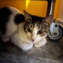 Thumbnail photo of Jazzy #2