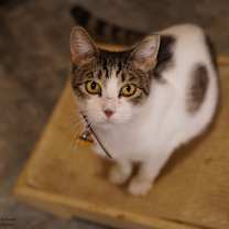 Thumbnail photo of Jazzy #3