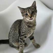 Thumbnail photo of MAGNOLIA #3