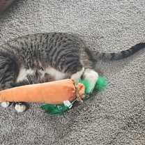 Thumbnail photo of Georgi #2