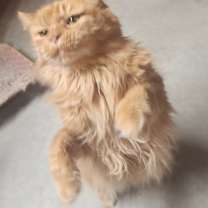 Thumbnail photo of Marchello #2