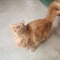 Thumbnail photo of Marchello #3