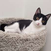 Thumbnail photo of Stitch #2