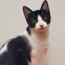 Thumbnail photo of Stitch #3