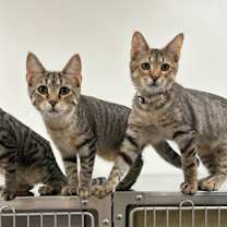 Thumbnail photo of Aria #2