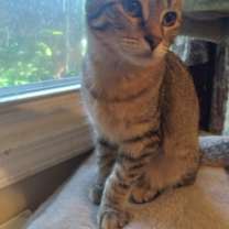 Thumbnail photo of Aria #3