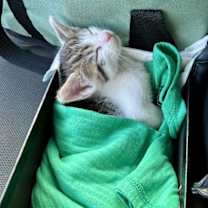 Thumbnail photo of Little Papa, Milo, Little Angel, and Leo #1