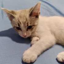 Thumbnail photo of Little Papa, Milo, Little Angel, and Leo #2