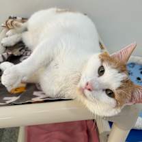 Thumbnail photo of Howard #3