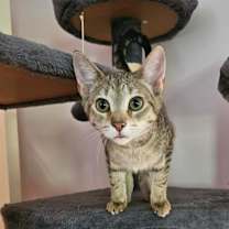 adopt-pet