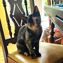 adopt-pet