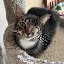 Thumbnail photo of Mittens #4