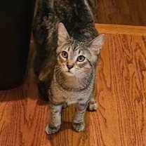 adopt-pet