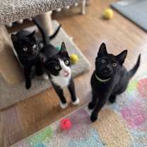 Thumbnail photo of Mocha, Bean, and Latte #2