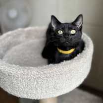 Thumbnail photo of Mocha, Bean, and Latte #4