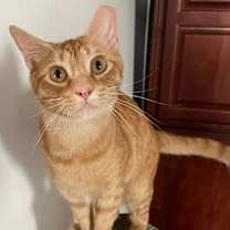 Thumbnail photo of Tangy #1