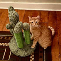 Thumbnail photo of Tangy #2