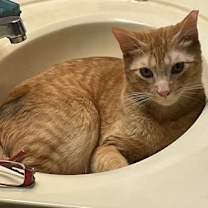 Thumbnail photo of Tangy #3