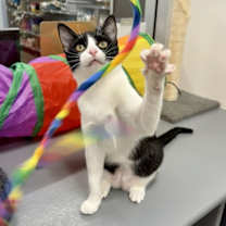 Thumbnail photo of Harmony #2