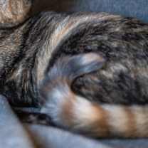 Thumbnail photo of 90's Nostalgia Litter: Furby #3