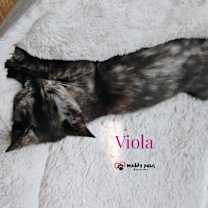 Thumbnail photo of Genteel Southern Belles: Miss Viola #3