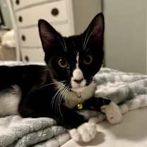 Thumbnail photo of Twilight #3