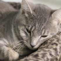 Thumbnail photo of Bartender  #3