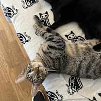 Thumbnail photo of Bobby #2