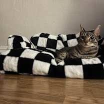 Thumbnail photo of Bobby #3