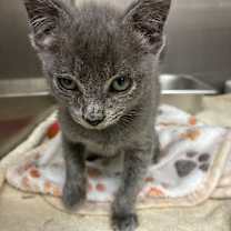 Thumbnail photo of SJ #1